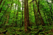 世界举重锦标赛裁判判罚镜头回放系统启用，世界举重锦标赛冠军